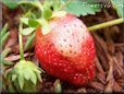 strawbery berry pictures