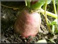 radish root