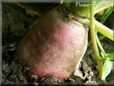  radish root pictures