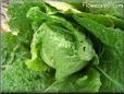 medium head lettuce