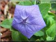 closed balloon flower  pictures