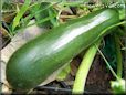 large zucchini
