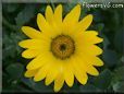 yellow african daisy flower