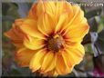 yellow maroon dahlia flower