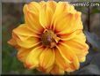 yellow maroon dahlia flower