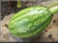 very small watermelon pictures