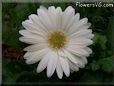 white gerbera daisy flower