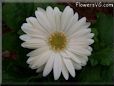 white gerbera daisy flower
