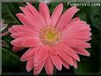pink gerbera daisy flower