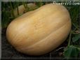 large giant pumpkin pictures