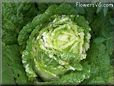 large head lettuce