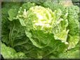 large head lettuce