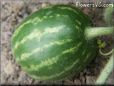 small watermelon pictures
