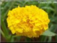 yellow marigold flower