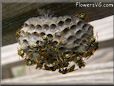 wasp nest