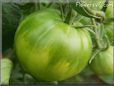 large green tomato