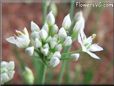 chives flower blossoms