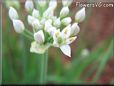 chives flower blossoms