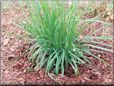 chives herb plant  pictures