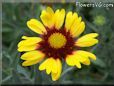 yellow red blanket flower