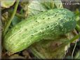 medium Cucumber pictures
