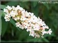 white lilac flower