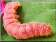 pink larva pictures