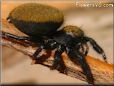 brown backed jumping spider pictures