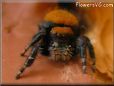 orange backed jumping spider pictures