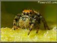 small red backed jumping spider pictures