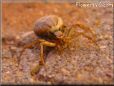 spider crab picture