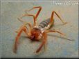 camelspider sun scorpion