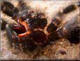 moulted Pink toe tarantula pictures