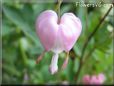 bleeding heart light pink beautiful bloom flower