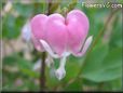 bleeding_heart_pink_beautiful_flower