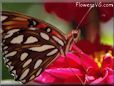 butterfly fritillary