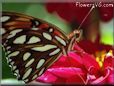 butterfly fritillary gulf