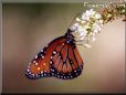 queen butterfly images