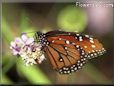 queen butterfly pictures