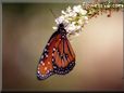 queen butterfly picture