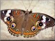 buckeye butterfly pic