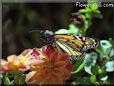 orange black monarch butterfly photos