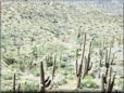 saguaro plant