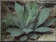 Agave picture