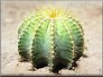 cactus house plant
