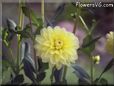 yellow dahlia flower picture