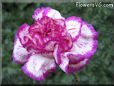 purple white carnation flower picture