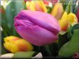 purple cut tulip picture