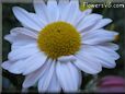 white daisy flower picture