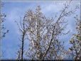 winter pear tree picture